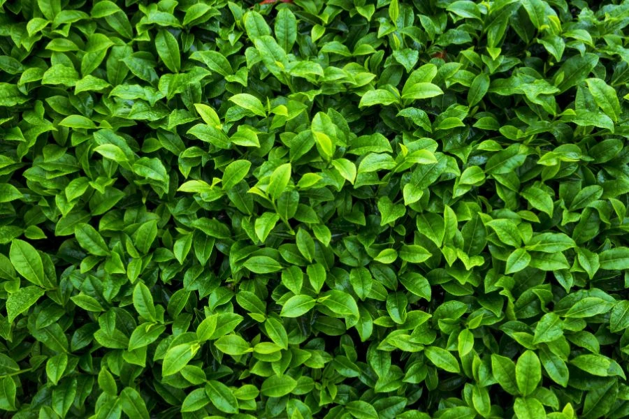 Whole leaf grades - Ganze Blätter